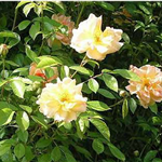 PHYLLIS BIDE (rambler)